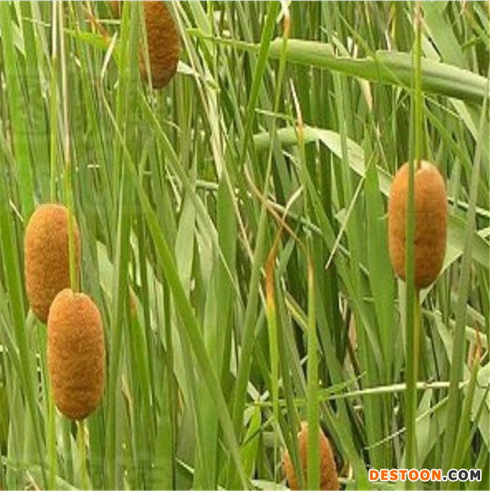 诚嘉润 香蒲 香蒲小苗  水生香蒲 香蒲格  产地货源图1