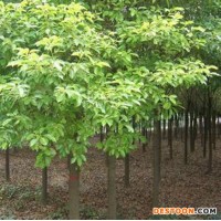 香樟 香樟树批发 米径8CM香樟苗 香樟小苗 香樟树苗 批发销售香樟树 量大价优 香樟价格