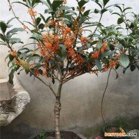 苗圃出售桂花 浓香花卉 园林别墅小区绿化 沉香桂 浓香花卉庭院园林别墅小区绿化工程苗木