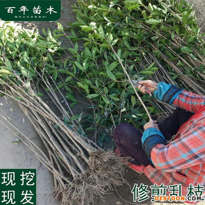 桂花树苗盆栽植物庭院室内四季桂金桂沉香桂丹桂花浓香型开花不断