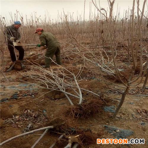 香水批发  TF香水乌木沉香白橙花油鎏金光影法布勒斯失落樱桃图1