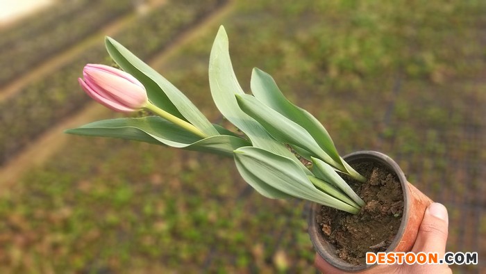 坤盛花卉 郁金香种植基地 郁金香 郁金香种植 郁金香批发 郁金香价格 郁金香批发图1