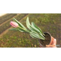 坤盛花卉 郁金香种植基地 郁金香 郁金香种植 郁金香批发 郁金香价格 郁金香批发