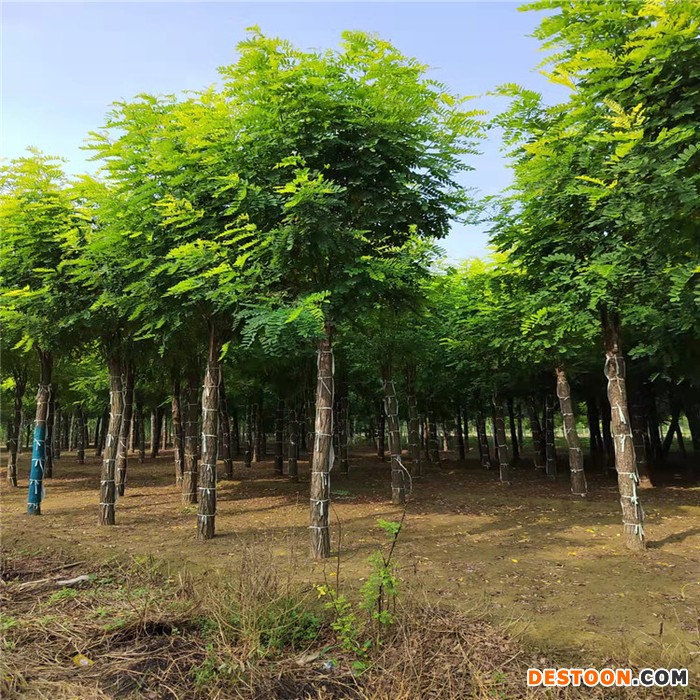 香花槐  香花槐价格  香花槐基地
