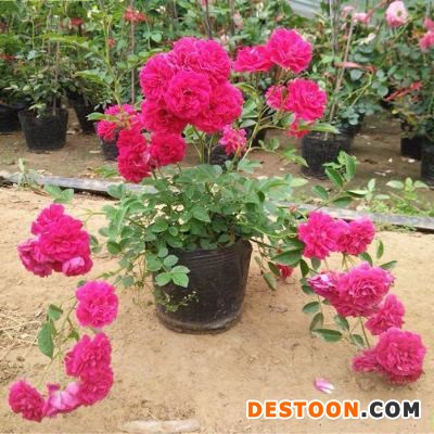 白木香花苗供应 爬藤植物庭院景观花苗 墙体垂直绿化 观赏苗木图1