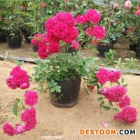 白木香花苗供应 爬藤植物庭院景观花苗 墙体垂直绿化 观赏苗木