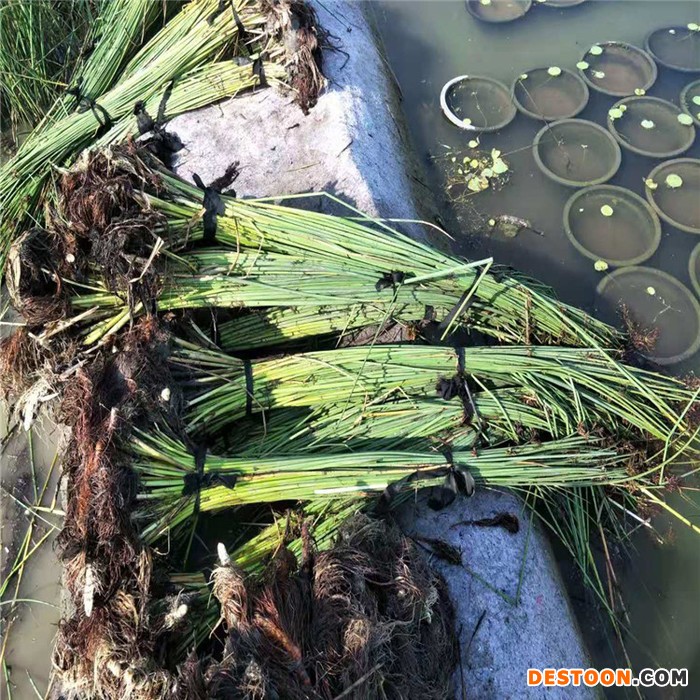 香蒲 香蒲厂家  香蒲价格 香蒲报价 香蒲基地  品类齐全_随定随发图1