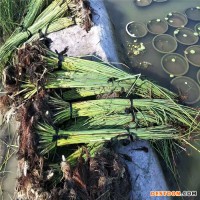 香蒲 香蒲厂家  香蒲价格 香蒲报价 香蒲基地  品类齐全_随定随发