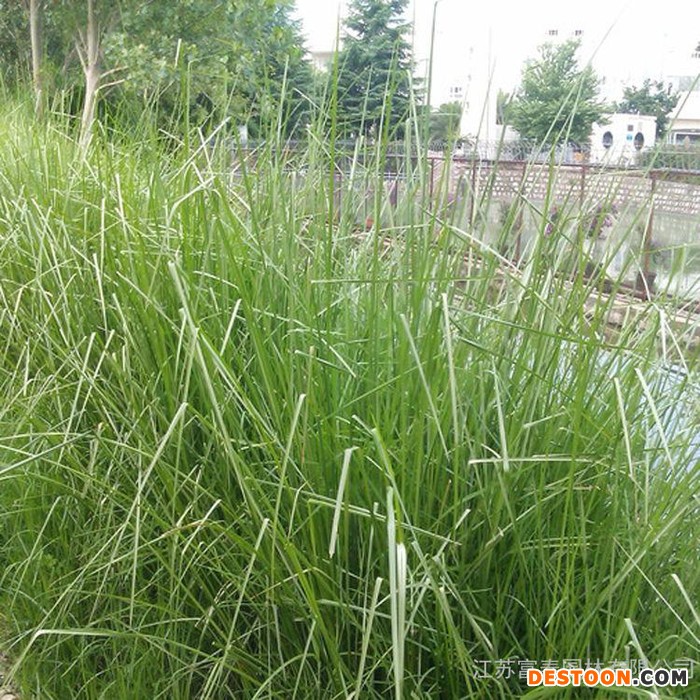 水生植物-香根草，江苏富春园林是**香根草苗种植批发基地，苗圃大量现货出售供应，价格低品种优成活率高，欢迎前来采购批发