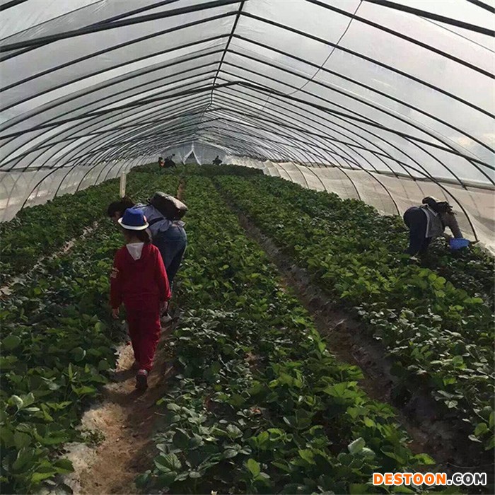 重庆供应草莓苗**章姬草莓苗基地  丰香草莓苗 品种纯 包成活图1