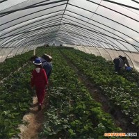 重庆供应草莓苗**章姬草莓苗基地  丰香草莓苗 品种纯 包成活