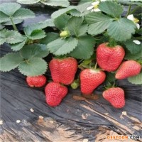 草莓苗基地 脱毒二代香野草莓苗 甜宝草莓苗