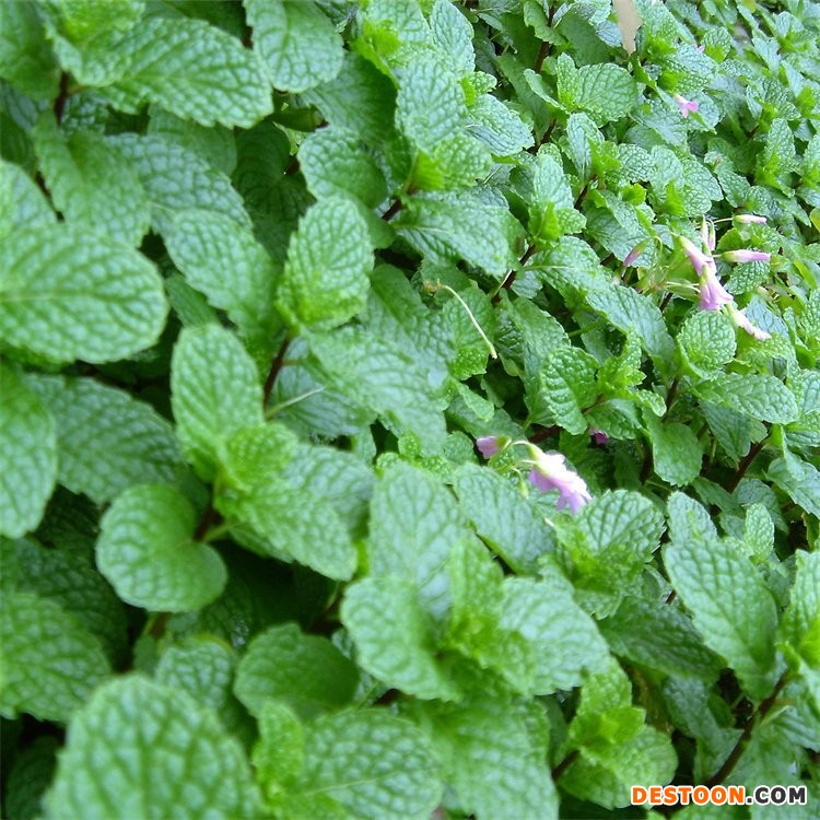 知乎园艺苗圃 薄荷苗盆栽 食用薄荷 香草植物图1