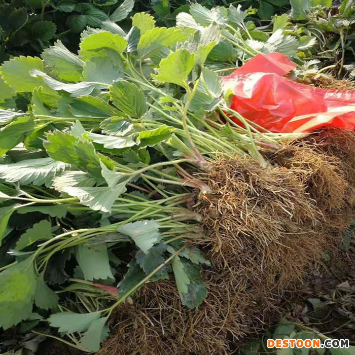 桃熏草莓苗种植基地 雪里香草莓特点