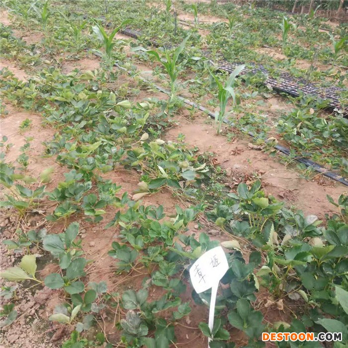 山泉，草莓苗，甜宝草莓苗基地，妙香草莓苗图1