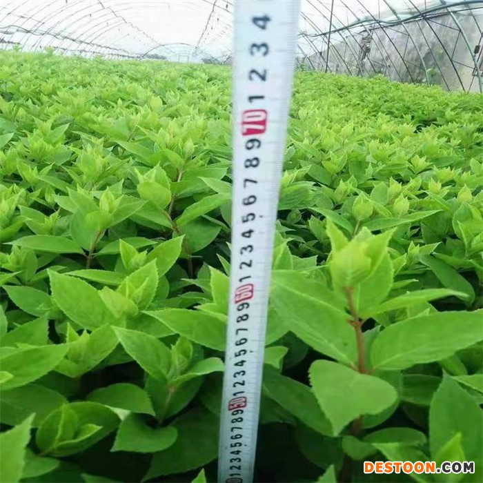 供应 香草草莓圆锥绣球树 花期长花朵大 耐寒热庭院阳台盆地栽