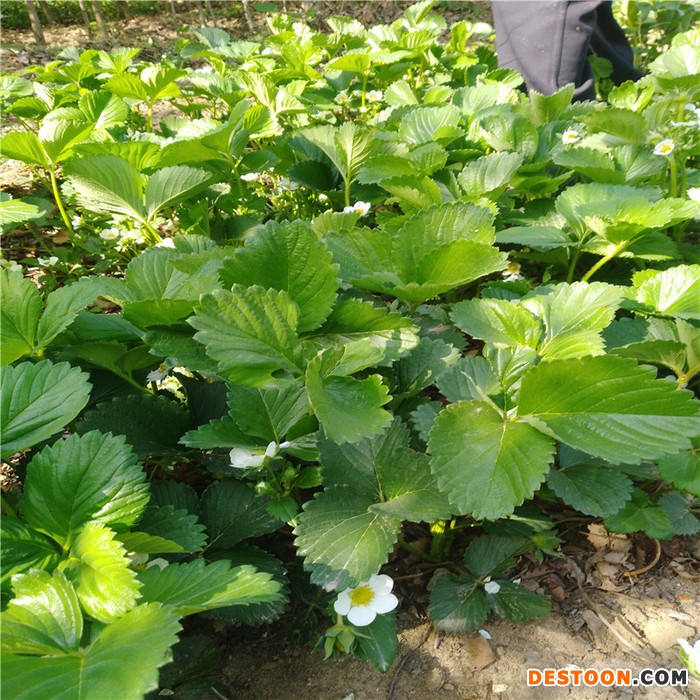 山青 丰香草莓苗价格 草莓苗基地 供应丰香草莓苗   丰香草莓苗基地  丰香草莓苗