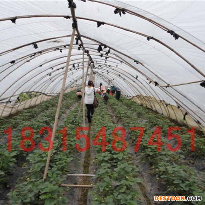 上海 批发妙香7号草莓苗价格 幸香草莓苗基地 冷藏运输基地自销图1