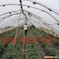 上海 批发妙香7号草莓苗价格 幸香草莓苗基地 冷藏运输基地自销