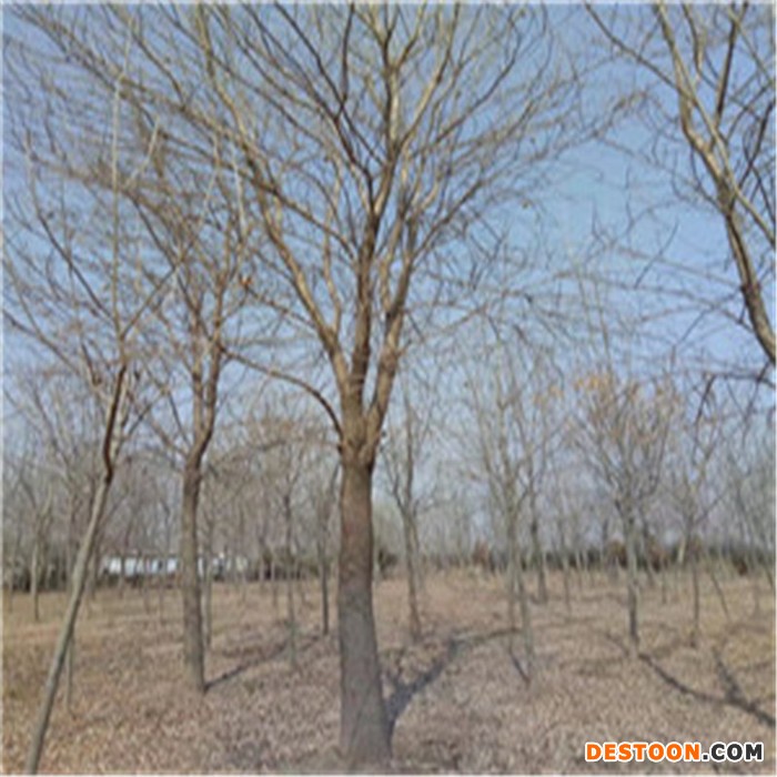香花槐种植基地 白腊基地长期供应 垂柳
