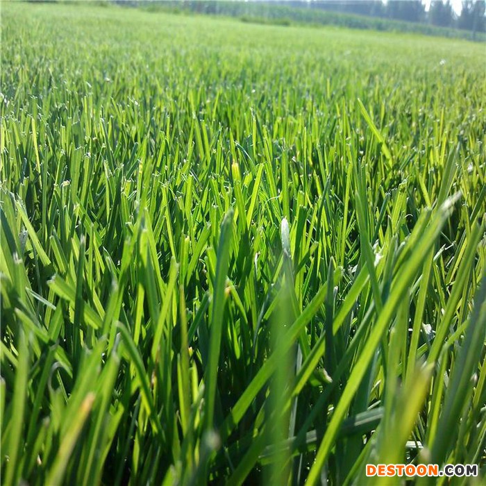 栾城区绿化草坪基地，草坪种植销售基地