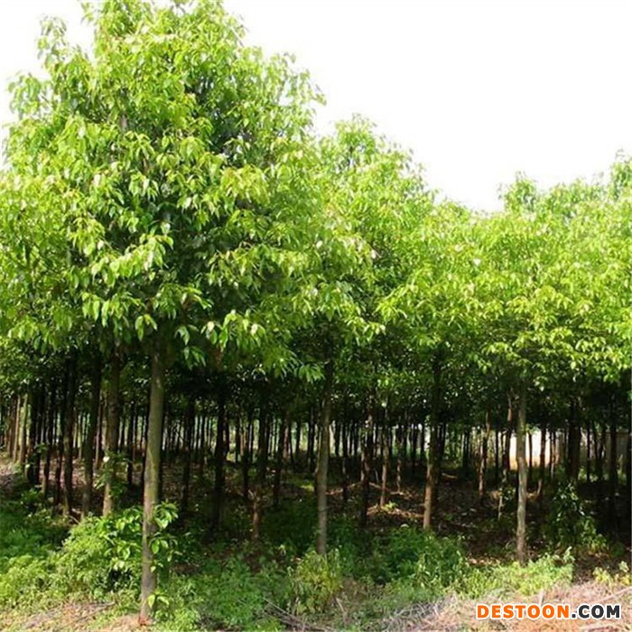 8-25公分香樟木  香樟木苗木 香樟树苗 香樟苗 香樟种植基地   黄杨树 欢迎来电咨询