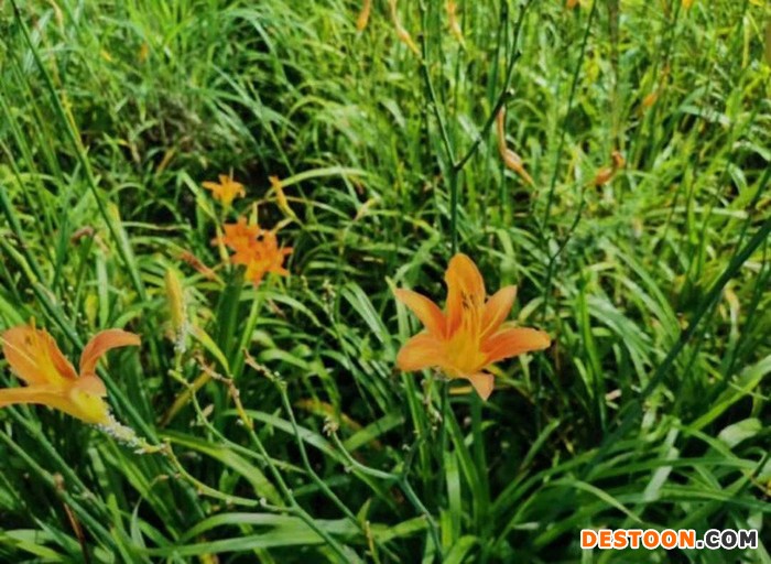 东辉花卉 萱草 批发各种萱草 大花萱草 金娃娃萱草  红宝石萱草批发基地 基地培育 景观盆栽 欢迎咨询图1