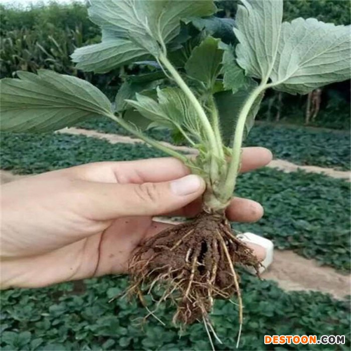 草莓苗 新品种草莓苗基地 现挖现发 好品质选天发苗木图1