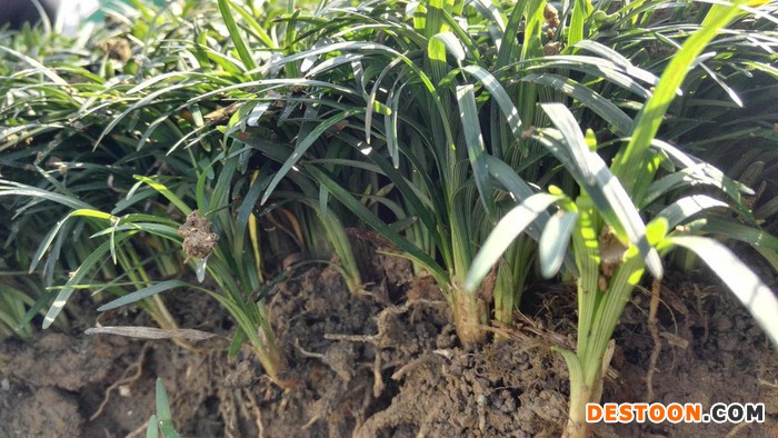 提供——【玉龙草行情，玉龙草批发基地，玉龙草生产供应基地，玉龙草供应商】图1