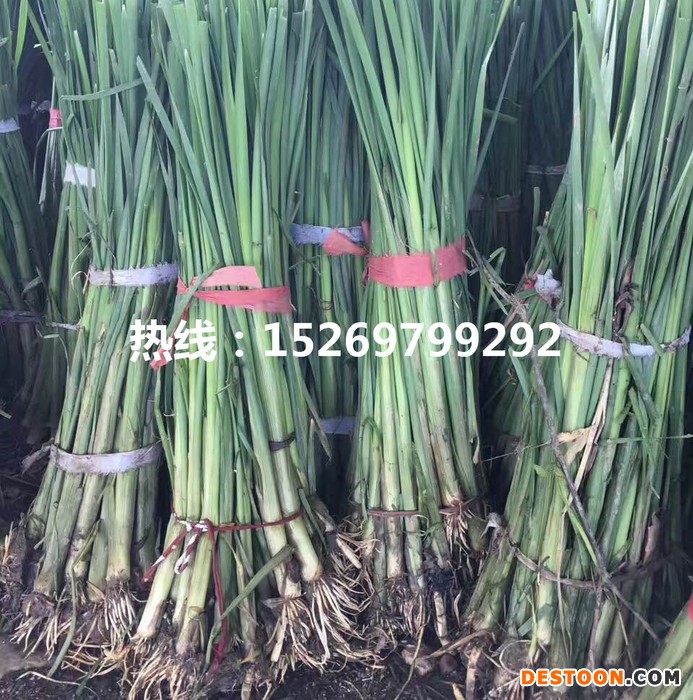 莲芳苑**香蒲种植厂家 香蒲种苗批发基地