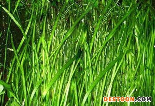 诚嘉润  苦草 矮生苦草  苦草苗  苦草基地 现货供应 品种齐全 易成活  水生植物基地直营