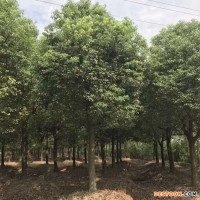 【供应】绿化工程香樟树 全冠香樟 丛生香樟 截杆香樟 常绿乔木