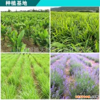 供应菟丝子油 单方精油 植物精油