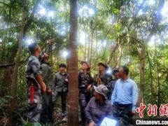 云南西双版纳发现罕见野生沉香种群，至少有百余株