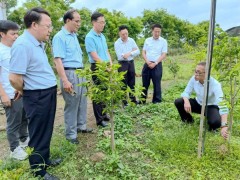 中山市政协主席庄树俊调研中山沉香产业