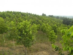 电白区领导带队到南药、沉香种植生产销售基地调研