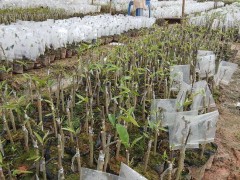 沉香种植是“陷阱”？