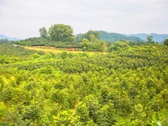 儋州｜送种苗 教技术 共育沉香“致富树”