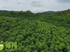 儋州打造沉香产业小镇 以产业振兴推进乡村振兴