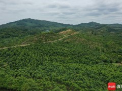 儋州沉香产业带动村民家门口就业 发放沉香苗木3.2万余株