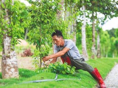沉香业态不断扩大，初步形成全产业链，但存量低等问题仍需破解