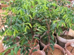 惠东谋划沉香全产业链今后5年发展