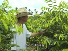 保亭｜推动沉香产业发展 带动就业促农增收
