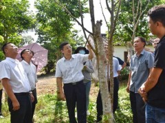 盖文启到三更罗镇开展沉香调研