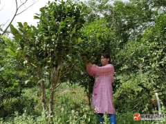 广西博白｜金花茶、紫檀、黄花梨、沉香托起特色产业新“钱景”