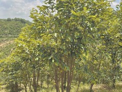 广东多地致力于沉香树的种植推广及沉香衍生产品的开发