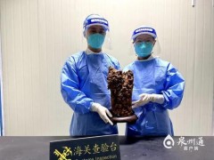 泉州海关首次在寄递渠道查获违规进境濒危植物沉香木