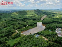 澄迈县效古村｜沉香飘香产业旺 乡村振兴有奔头