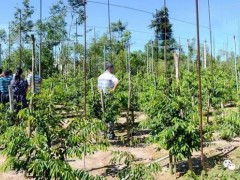 广东首个奇楠沉香区域品牌培育标准化试点项目落户电白