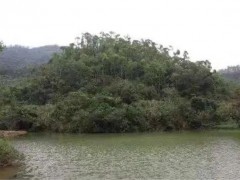深度耕耘做强品牌！让中山沉香真正“香”起来